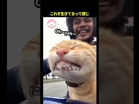 ドライブのお供が可愛い過ぎる