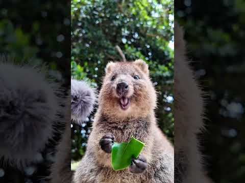 There's a surprise at the end 💞 #shorts #animals #fyp #trending #cute