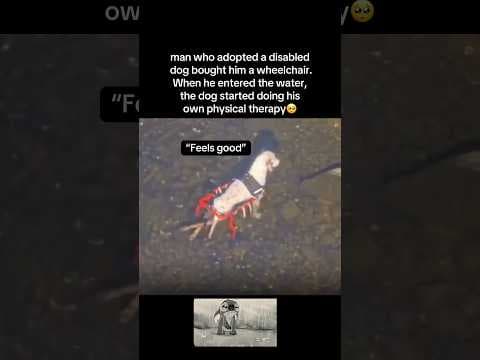 Stretch the legs🥺 #animals #dog #dogs #dogshorts #nature #cute #aww #pets #fyp #viral