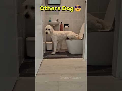 Other’s Dog Vs My Dog 😂 | Dog Videos #shorts #dog #funnydog #pets #funny #viral #goldenretriever