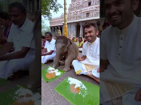 Baby Elephant Enjoying Food 🐘😍 Too Cute #BabyElephant #CuteAnimals #AnimalLove #Viral #Shorts