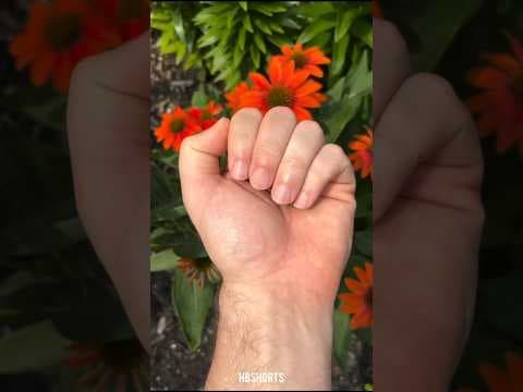 Animal Transformation! #animaltransformation #animals #wildanimals