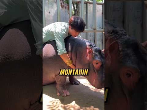 SAHABAT BAIK‼️😮 #hewanlucu #hewan #videoviral
