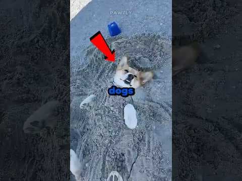 Dogs Having Fun At The Beach 😂