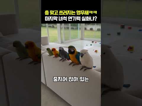 총맞고 쓰러지는 앵무새ㅋㅋ 마지막 녀석 연기력 실화냐?