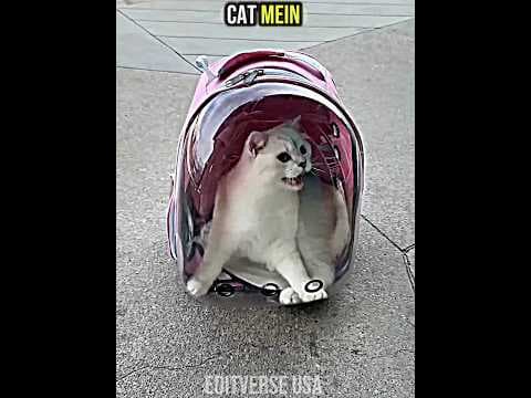 Normal Cat 🆚 King of Cat 👑🐱 | The Ultimate Cat Transformation 😍💖 #cat #cats #shorts