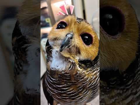 Argh!!😱 Tolong Kaki Bibib hilang!😨😭🫣 #owl #funnyclips #funny #cute #animals #pets #cat