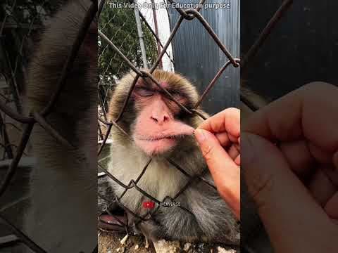 Funny Sleeping Monkey Moment 😂🐒 #FunnyMonkey #Shorts #Chinki