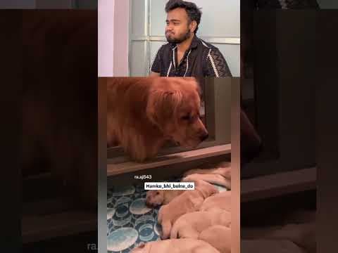 1 ka 2 ka 4🤣🤣😆 #funnyanimals #cuteanimals #animals#funny #pets #funnypet #animallove #funnytimes