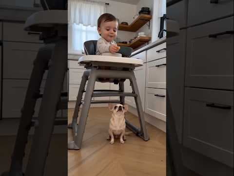 Funny dog moments #dog #cute #fyp