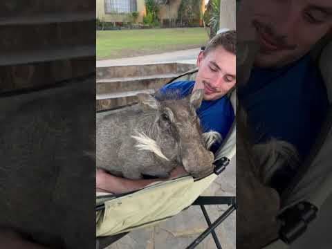Rescue warthog or puppy?😂🥰 #animals #animalshorts #wildlife #cute