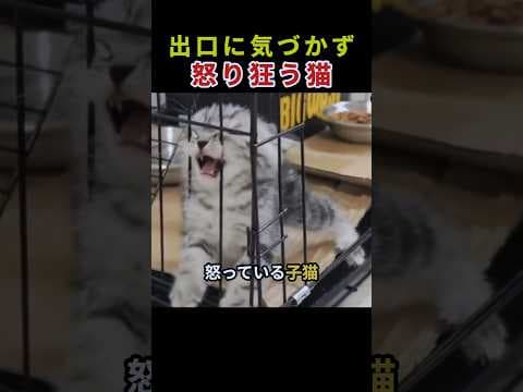 出口に気づかず怒り狂う猫 #動物 #猫 #ペット #かわいい