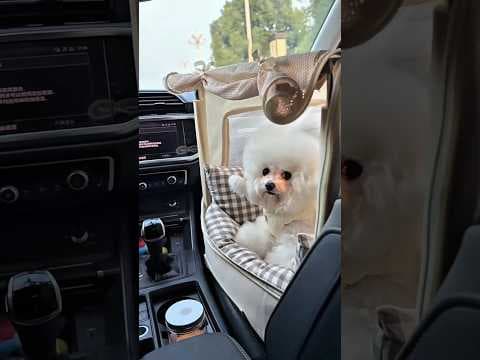 Where Did Mummy Take PupDog in the Car?🚗🐶
