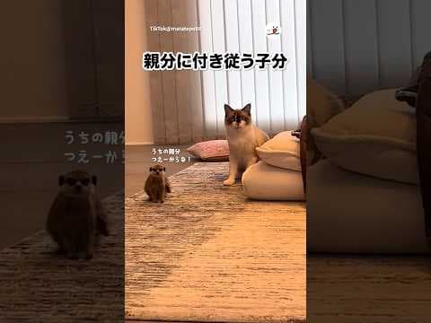 ミーアキャットが猫を慕っている|PECO