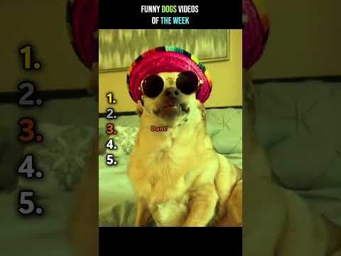 TOP 5 funny Dogs videos finds #funny #dog #cute #animals #top5 #dogvideos #comedy