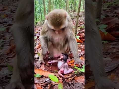 #babyanimal #animallovers #animals #babyanimals #heartwarming #babyanimalslist #cute #babymonkey