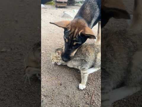 dogs vs cats 🐶🐱#shorts #dog #cat #kitten #puppy #cute #animals #doglover #catlover