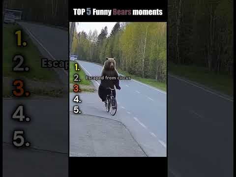 TOP 5 Bear moments #funny #panda #cute #animals #top5 #bear #comedy #kungfupanda