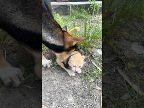How does puppy play with kittens?🐶🐱#kitten #dog #puppy #cat #cute #animals #funny #catsanddogs