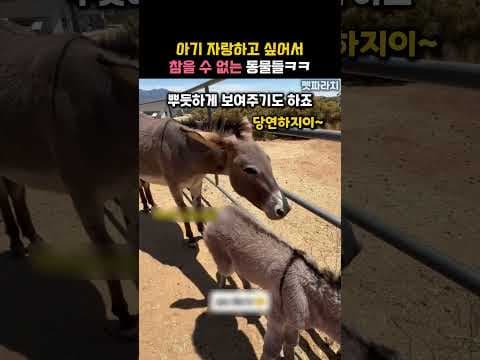 아기 자랑하고 싶어서 참을 수 없는 동물들ㅋㅋ #동물 #사자