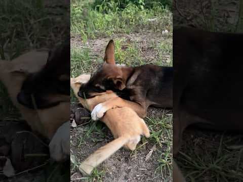 puppy and kitten sleeping together 🐶🐱#kitten #dog #puppy #cat #cute #animals #funny #catsanddogs