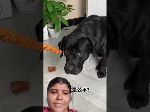 #funny #pets #dog #dogshorts #cute #animals #comedy #paheliyangk #reaction #ytshorts #cutedog #cute