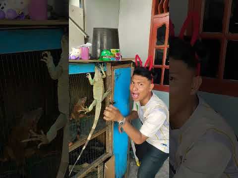the door iguana🦄#funny #subscribe #comedy #trendingshorts #viralshorts #foryoupage #cuteanimals