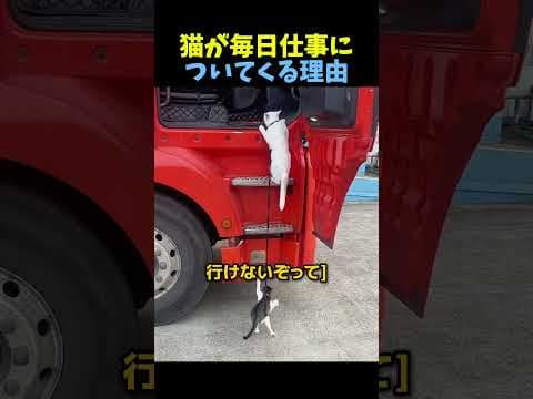 猫が毎日仕事についてくる理由🐈 #猫 #動物 #cute #animals