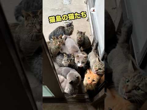 猫島に暮らすとこうなる|PECO