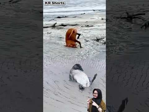 KETIKA ANJING PENGEN CAPAS, TAPI BEBEKNYA MALAH CUEK🤣🦆🐕#shorts #animals