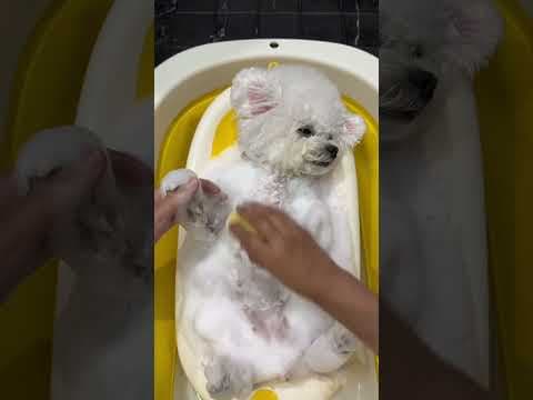 PupDog Took His Towel for Bath! 🛁🐶