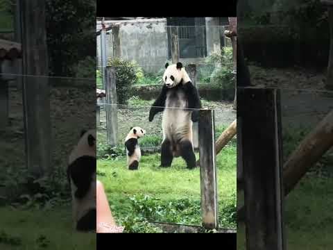 #foryou #fypシ゚viral #funny #cute #animals #animallovers #pets #shorts #shortvideo #short #fyp