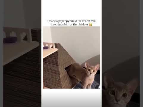 This Cat Thinks He’s Back in Ancient Egypt! 😂🐱🏺👑 #cutecats #cat #funny #memes #catlife #pets #cute