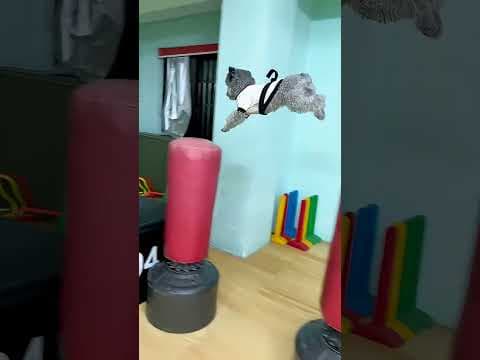 This Puppy Surprises Everyone With Its Skills#dog #pets #cute #funny #puppy #animals