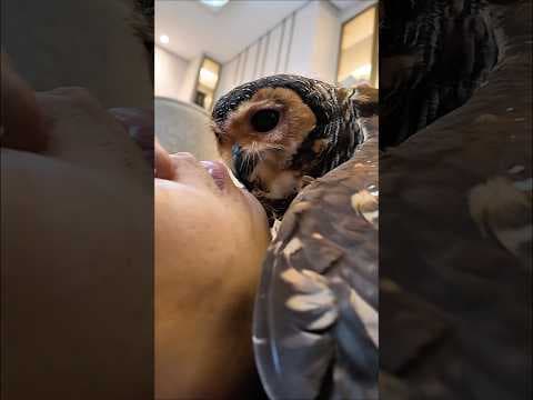 Tes Kesetiaan Burunghantu Bibib!💔😅 #funny #cuteanimals #cute #animals #pets #cat #owl