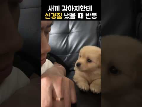 눈치보면서 할 건 하는 리트리버
