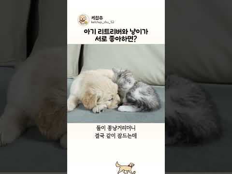 아기 리트리버와 고양이가 서로 좋아하면 생기는 일