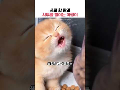 사료 한 알과 사투를 벌이는 아깽이ㅋㅋ #아기고양이