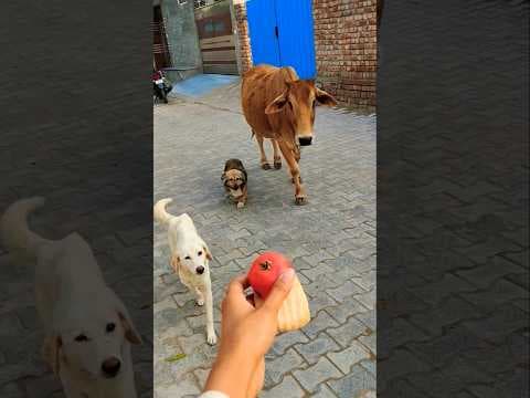 Pet ❤️ Friends: Calf & Golden Retriever Share a Bread! 🐮🐶 #shorts #animalfriendship #goldenretriever