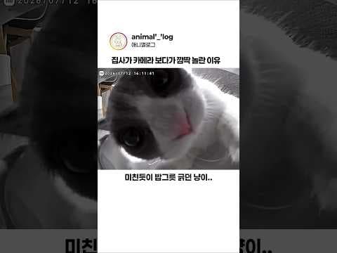 자동급식기 카메라 보고 놀란 집사ㅋㅋ #동물 #고양이