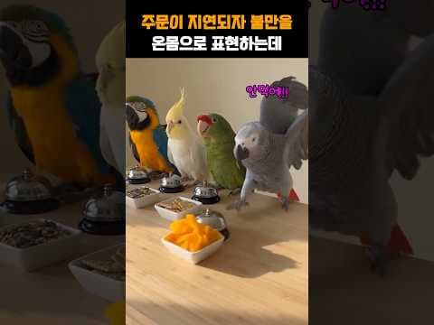 주문이 지연되자 불만은 온몸으로 표출하는데 #유머 #동물 #쇼츠