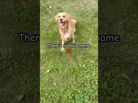 There’s no boys name… #dog #viral #viralvideo #pets #funny #shorts #cute