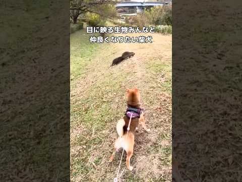 柴犬と野生動物が多い散歩コース歩いてたらある生物に出会った #柴犬 #野生動物 #shorts