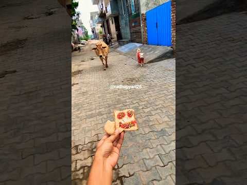 Unlikely friends: a Calf and a Golden Retriever Share Biscuits! 🐶🐮 #shorts #youtubeshorts #calf #dog