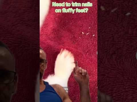 Great Life Hack to Trim Your Pet’s Nails! #pethealth #rabbits #dogshorts #catshorts #veterinarian