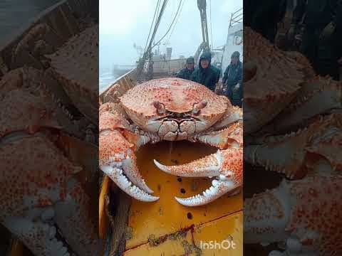amazing Animals Growth Journey #animals #funny #wildlifeexploration